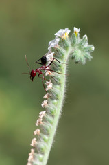 Strong jaws of red ant close-up