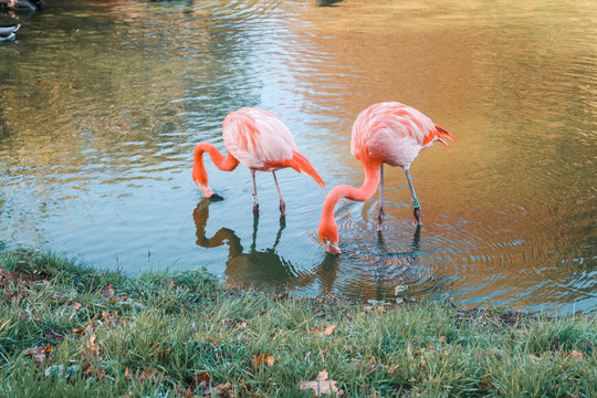 Flamingos at ZSL Whipsnade Zoo, England 