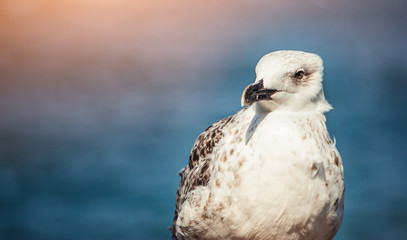 Seagull near the sea