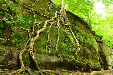 Long tree roots growing up attached to a vertical rock ledge in Nelson Ledges State Park