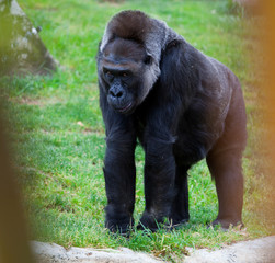 Gorilla in captivity, San Diego, California
