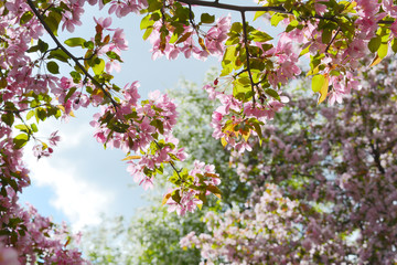 Fototapeta premium Blooming decorative apple tree. Malus Niedzwetzkyana. Branches with beautiful pink flowers. Springtime.