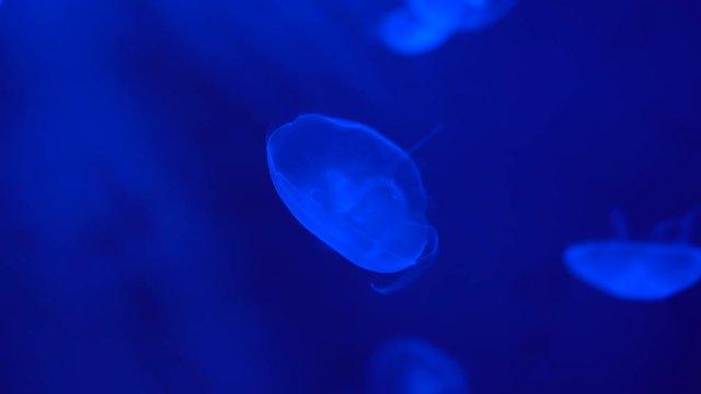 Group of Moon Jellyfish moving slow in blue depth, underwater world in neon light 