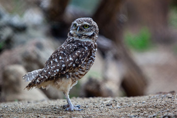 Spotted Own in captivity in San Diego California