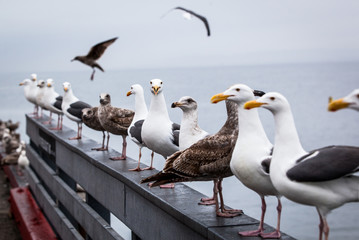 Seagulls sit on a dock rail in Monterey Bay California