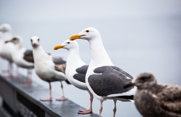 Seagulls sit on a dock rail in Monterey Bay California