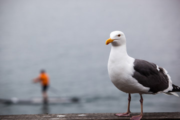 Seagull on dock overlooking SUP paddler in Monterey