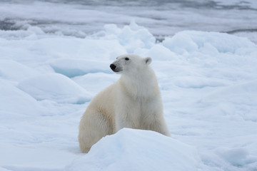 Naklejka na ściany i meble Wild polar bear sitting on pack ice