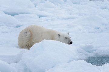 Obraz na płótnie Canvas Wild polar bear laying on pack ice