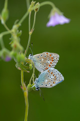 Closeup butterfly on flower