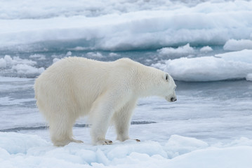 Naklejka na ściany i meble Wild polar bear on the pack ice