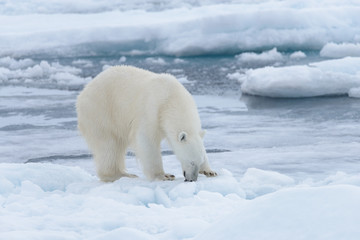 Wild polar bear on pack ice in Arctic sea close up