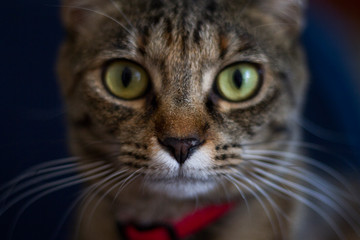 Primo piano di gatto