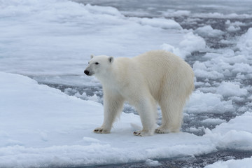 Wild polar bear on pack ice in Arctic sea close up © Alexey Seafarer