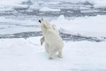 Fotobehang Two young wild polar bears playing on pack ice in Arctic sea, north of Svalbard © Alexey Seafarer