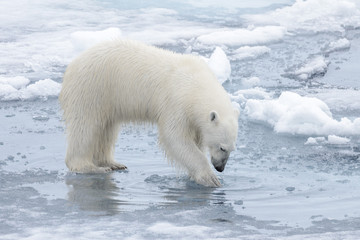 Wild polar bear looking to his reflection in water on pack ice in Arctic sea