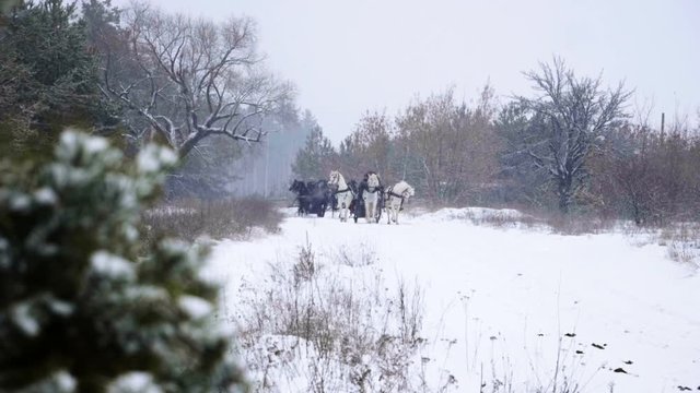 Russian Troika of horses. Three black and three white horses in harness pulling a sleigh in the winter forest. Slow motion. HD