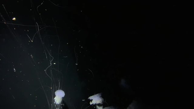 Jellyfish - Cyanea Lamarckii - at Kamon Aquarium, Japan.