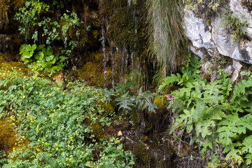 Fototapeta premium Muschio e cascate