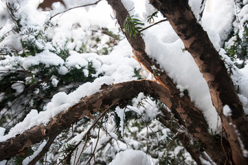 Taxus baccata yew tree broken branch under the heavy wet snow weight in the winter close up