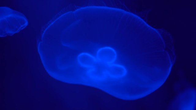 Jellyfish Aurelia aurita in the blue water at neon light close-up