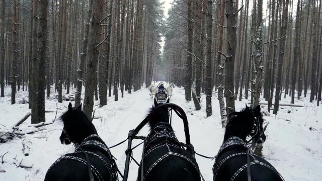 Russian Troika of horses. Three black and three white horses in harness pulling a sleigh in the winter forest. Slow motion. HD