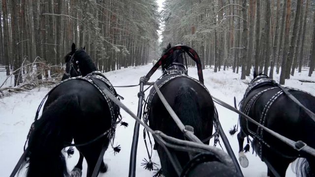 Medium shot of Troika. A Russian carriage drawn by a team of three black and three white horses side by side. Slow motion. HD