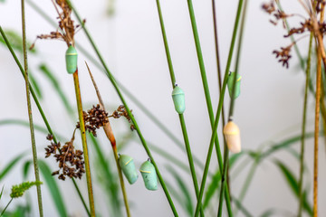 Monarch Butterfly Chrysalis