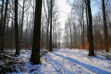 Winter forest. Frosty morning in winter forest