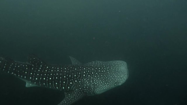 Whale shark swimming in the waters of the Caribbean Sea  The whale shark is a slow-moving, filter-feeding carpet shark and the largest known extant fish species.  Exuberant tropical animal species. Aw