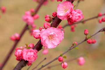 Obraz premium Flowering plum blossoms in the garden