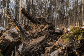 trees tumbled down by a strong wind in the city Park