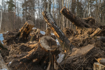 trees tumbled down by a strong wind in the city Park