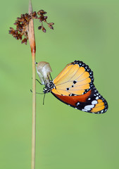 Amazing moment ,Monarch butterfly emerging from its chrysalis