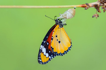 Amazing moment ,Monarch butterfly emerging from its chrysalis