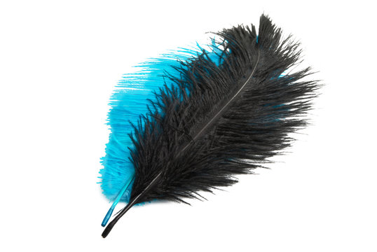 color ostrich feather isolated