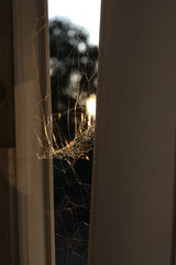 Cobweb in a window.