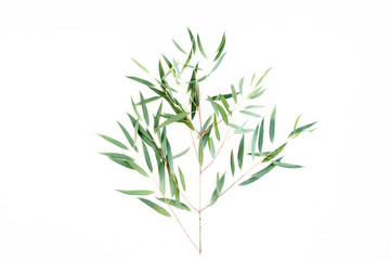 green branch with eucalyptus populus leaves on white background. lay flat, top view