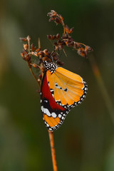 Closeup butterfly on flower  