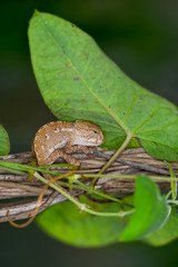 Obraz premium Baby Green chameleon - Stock Image