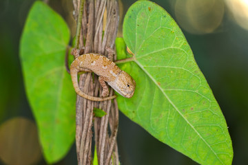 Baby Green chameleon - Stock Image
