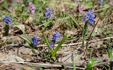 bloom blue snowdrop