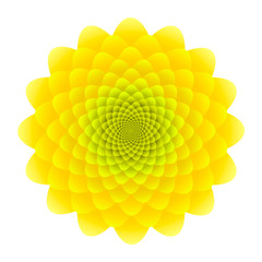 Yellow Sunflower inflorescence. Abstract floral pattern isolated on white background.