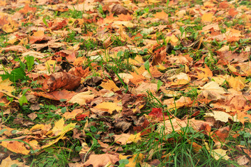 autumn leaves background