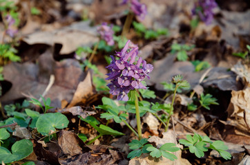 Corydalis flowers, perennial herb