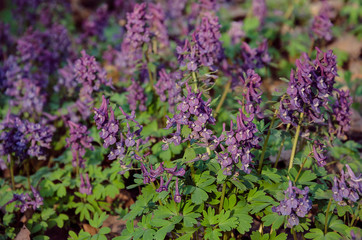Fototapeta premium Corydalis flowers, perennial herb