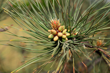 Pine bud