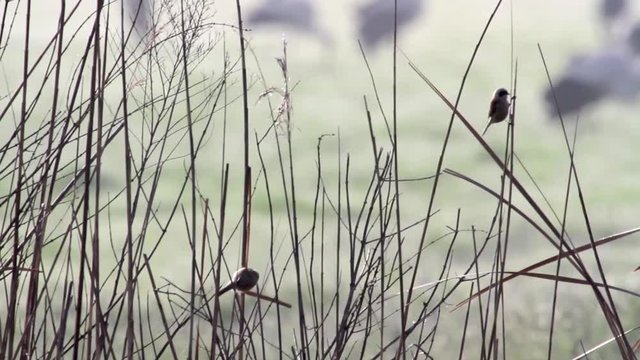 Penduline tit in hula valey
