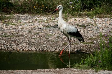 White stork closeup in a pond near stone road and greenery background in sunny summer day