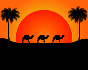 The silhouette of the marching camels in desert.